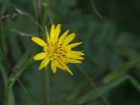Tragopogon pratensis 101, Gele morgenster, Saxifraga-Jan van der Straaten