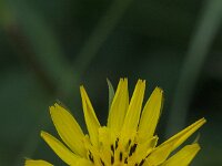 Tragopogon pratensis 98, Gele morgenster, Saxifraga-Jan van der Straaten