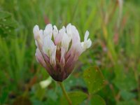 Trifolium clypeatum 5, Saxifraga-Ed Stikvoort