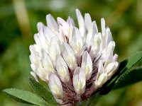 Trifolium nivale 1, Saxifraga-Sonja Bouwman  Snow clover - Trifolium pratense var. nivale - Fabaceae familie; Alp Trider (Zw)