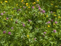 Trifolium pratense 38, Rode klaver, Saxifraga-Jan van der Straaten