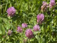 Trifolium pratense 39, Rode klaver, Saxifraga-Jan van der Straaten