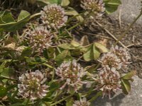 Trifolium repens 27, Witte klaver, Saxifraga-Jan van der Straaten