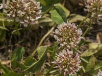 Trifolium repens 28, Witte klaver, Saxifraga-Jan van der Straaten