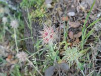 Trifolium stellatum 29, Saxifraga-Michiel Drok