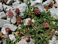 Trifolium thalii