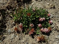 Trifolium thalii 2, Saxifraga-Ed Stikvoort : Espinama - Fuente Dé - Regugio de Aliva s9900