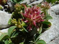 Trifolium thalii 4, Saxifraga-Ed Stikvoort : Espinama - Fuente Dé - Regugio de Aliva s9900