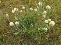 Trifolium trichocephalum 2, Saxifraga-Ed Stikvoort