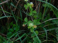 Trifolium tumens 2, Saxifraga-Ed Stikvoort