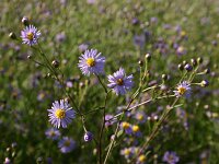 Tripodium pannonicum, Sea Aster