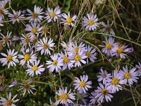 Tripodium pannonicum 20, Zulte, Saxifraga-Bart Vastenhouw
