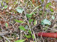 Tripodium pannonicum 25, Zulte, Saxifraga-Rutger Barendse
