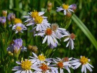 Tripodium pannonicum 32, Zulte, Saxifraga-Ed Stikvoort