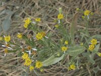 Tripodium pannonicum 44, Zulte, Saxifraga-Willem van Kruijsbergen