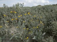 Tripodium pannonicum 46, Zulte, Saxifraga-Willem van Kruijsbergen