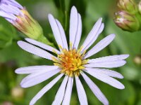 Tripodium pannonicum 55, Zulte, Saxifraga-Sonja Bouwman  652. Zulte - Aster tripolium - Asteraceae familie (i) Delfzijl, Kwade Hoek (Goedereede)