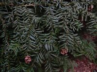 Tsuga heterophylla 13, Westelijke hemlockspar, Saxifraga-Ed Stikvoort : Kampina