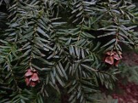 Tsuga heterophylla 14, Westelijke hemlockspar, Saxifraga-Ed Stikvoort : Kampina