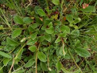 Tuberaria globulariifolia 9, Saxifraga-Ed Stikvoort : Cee - Finisterre A900