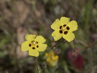 Tuberaria guttata 29, Saxifraga-Willem van Kruijsbergen