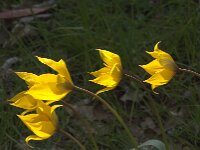 Tulipa sylvestris 71, Bostulp, Saxifraga-Jan van der Straaten