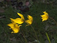 Tulipa sylvestris 75, Bostulp, Saxifraga-Jan van der Straaten