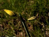 Tulipa sylvestris 78, Bostulp, Saxifraga-Jan van der Straaten