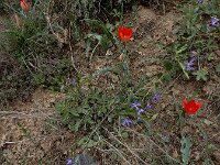 Tulipa systola