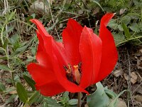 Tulipa systola 2, Saxifraga-Ed Stikvoort : Kapan - Mehgri A900