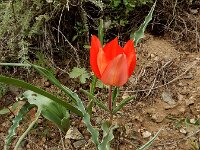 Tulipa systola 6, Saxifraga-Ed Stikvoort : Kapan - Mehgri s9900