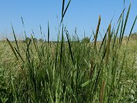 Typha laxmannii 12, Bebladerde lisdodde, Saxifraga-Ed Stikvoort