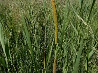 Typha laxmannii 16, Bebladerde lisdodde, Saxifraga-Ed Stikvoort
