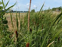Typha laxmannii 19, Bebladerde lisdodde, Saxifraga-Ed Stikvoort : Typha laxmannii Biervliet A900