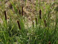 Typha laxmannii 20, Bebladerde lisdodde, Saxifraga-Ed Stikvoort : Typha laxmannii Biervliet A900
