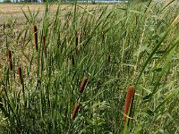 Typha laxmannii 21, Bebladerde lisdodde, Saxifraga-Ed Stikvoort : Typha laxmannii Biervliet A900