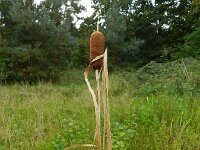 Typha laxmannii 5, Bebladerde lisdodde, Saxifraga-Rutger Barendse