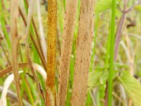 Typha laxmannii 6, Bebladerde lisdodde, Saxifraga-Rutger Barendse