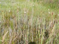 Typha laxmannii 8, Bebladerde lisdodde, Saxifraga-Rutger Barendse