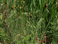 Typha minima 5, Kleinste lisdodde, Saxifraga-Ed Stikvoort