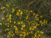 Ulex europaeus 53, Gaspeldoorn, Saxifraga-Jan van der Straaten