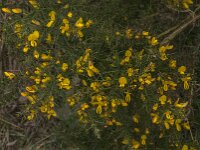 Ulex europaeus 54, Gaspeldoorn, Saxifraga-Jan van der Straaten