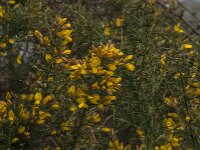 Ulex europaeus 58, Gaspeldoorn, Saxifraga-Jan van der Straaten