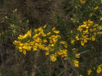Ulex europaeus 60, Gaspeldoorn, Saxifraga-Jan van der Straaten