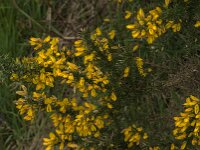 Ulex europaeus 61, Gaspeldoorn, Saxifraga-Jan van der Straaten