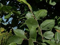 Ulmus laevis 10, Fladderiep, Saxifraga-Ed Stikvoort : A900