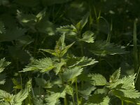 Urtica dioica 28, Grote brandnetel, Saxifraga-Jan van der Straaten