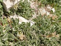 Valeriana saliunca 1, Saxifraga-Sonja Bouwman  Valeriana saliunca - Valerianaceae familie; Tre Cime (I)