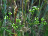 Valerianella rimosa 2, Geoorde veldsla, Saxifraga-Ed Stikvoort