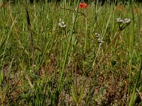 Valerianella rimosa 3, Geoorde veldsla, Saxifraga-Ed Stikvoort